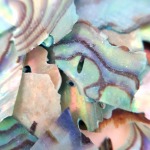 サルルプロジェクト 商品画像