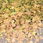 HG412 くすみオレンジ